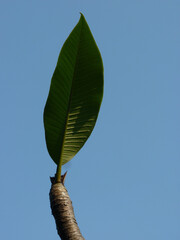 Sticker - Low angle shot of a single leaf grown on the branch