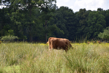 Poster - Brown bull grazing in the green  fields