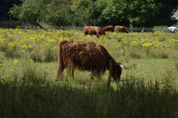 Poster - Brown bull grazing in the green  fields