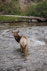 Poster - Vertical shot of a Wapiti Elk in the water