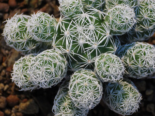 Poster - Closeup shot of succulent plants