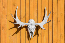 Deer Skull On Yellow Wooden Background