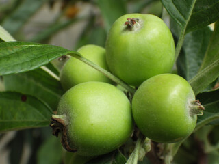 Wall Mural - Closeup shot of small green apples on leaves