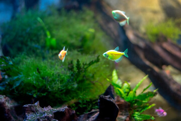 Wall Mural - Ternetzi Glo Fish Veil in the freshwater aquarium. Modified aquarium fish with voile fins and glowing color. Selective focus
