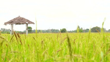 Wall Mural - Rice fields in the morning Refreshing