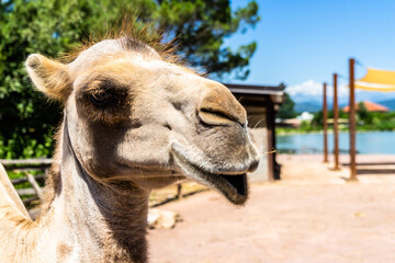 Poster - Closeup shot of a camel in the zoo under the sunlight