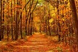 Autumn forest scenery with road of fall leaves & warm light illumining the gold foliage. Footpath in scene autumn forest nature. Vivid october day in colorful forest, maple autumn trees road fall way