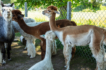 Beautiful South American alpacas in a free range