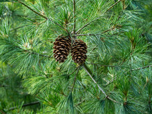 Two Pine Cones On A Branch Of A Holford Pine Tree, Pinus Holfordiana
