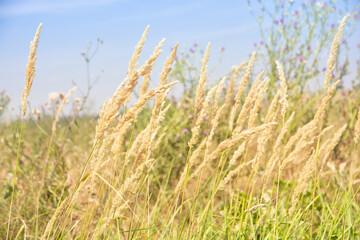 Countryside field of grass with sky background