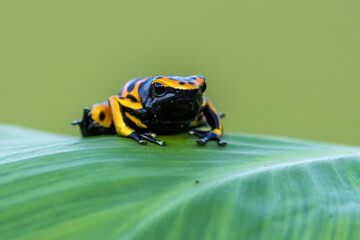 Wall Mural - Yellow poison dart frog dendrobates leucomelas hiding in the undergrove. Beautiful tropical rain forest animal from the Amazon rainforest. A poisonous amphibian with black dots