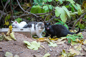 Wall Mural - group of stray cats going to a food trap