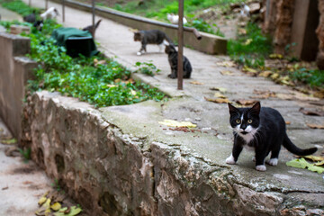 Wall Mural - group of stray cats going to a food trap