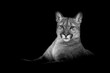 Puma with a black background