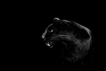 Leinwandbilder - Portrait of a black panther with a black background