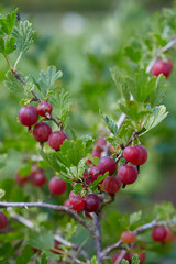 Poster - gooseberry growing on a sunny summer day