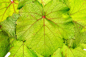 Sticker - Green grape leaf with red veins, close up macro texture. Green wine grape leaf