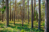 Fototapeta Las - Summer view of a Swedish pine tree forest with many tree trunks and berry plants on the forest ground.