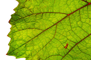 Sticker - Green grape leaf with red veins, close up macro texture. Green wine grape leaf