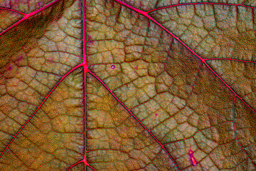 Wall Mural - Green grape leaf with red veins, close up macro texture. Green wine grape leaf