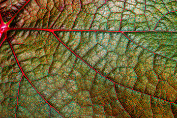 Sticker - Green grape leaf with red veins, close up macro texture. Green wine grape leaf