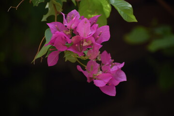 Bougainvillea is a genus of thorny ornamental vines, bushes, or trees.It is native to South America from Brazil west to Peru and south to southern Argentina.