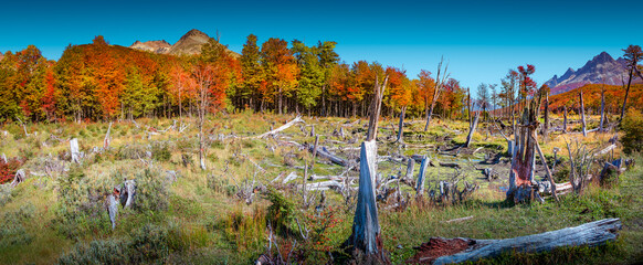 Panoramic view over magical austral forest, peatbogs dead trees,