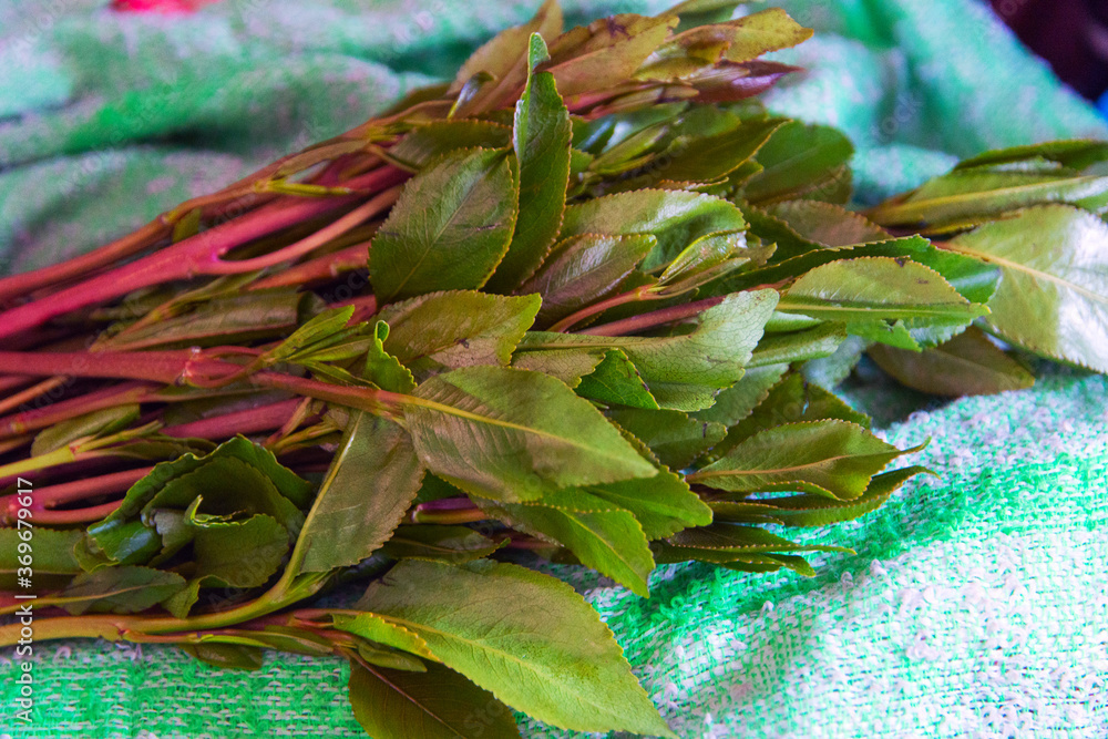 Khat plant Stock Photo | Adobe Stock