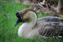 Portrait Of Swan Goose (Anser Cygnoides) Sleeping On The Grass