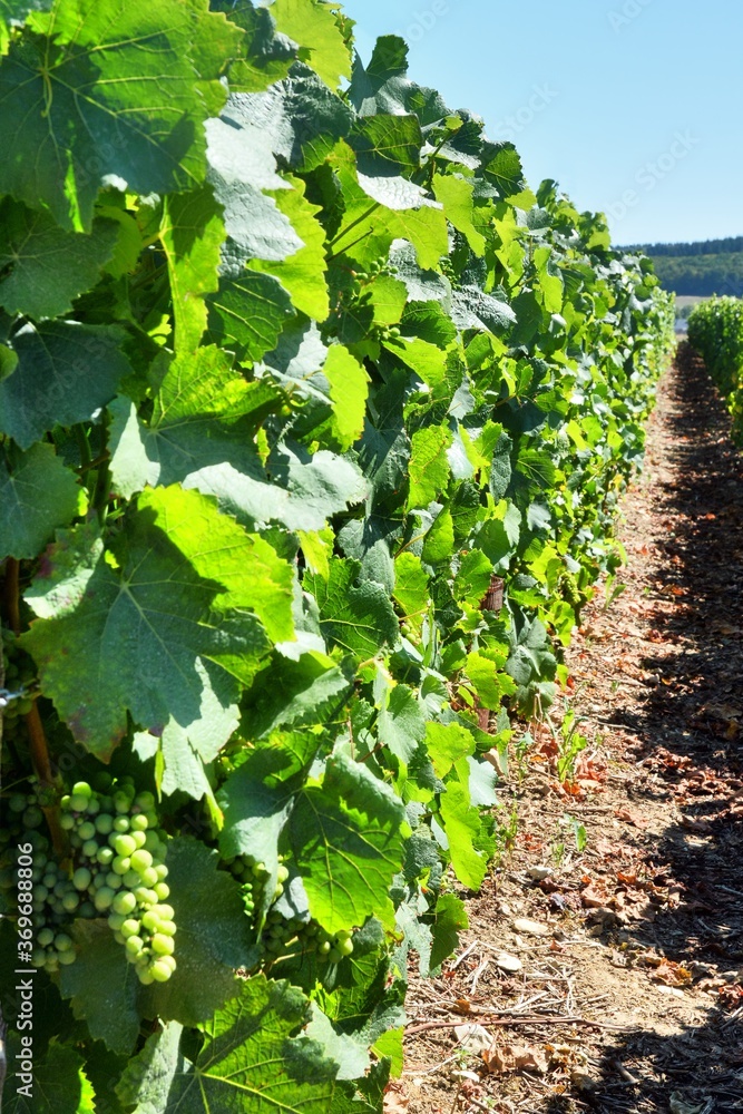 Rang de Vigne (Vitry le croisé)