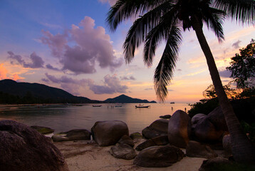 Poster - Sunset with palm and longtail boats on tropical beach. Ko Tao island, Thailand