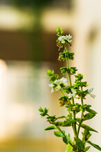 Vertical Shot Of Flowering Basil Under The Sunlight With A Blurred Background