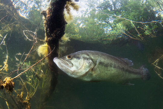 underwater picture of a frash water fish largemouth bass (micropterus salmoides) nature light. live 