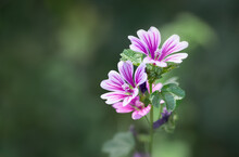 Flowers Of Common Mallow 