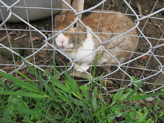 feeding the cute rabbits in the cage