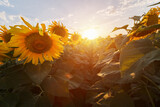 Fototapeta  - Sunflower field on the background of the evening sunset.