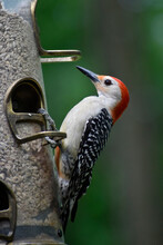 Male Red-bellied Woodpecker On A Feeder