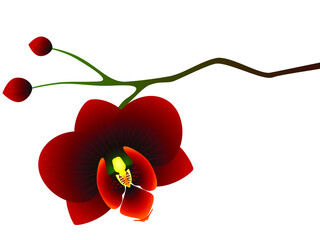 Wall Mural - Red orchid on white background.