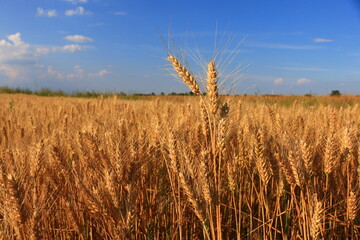 Canvas Print - Wheat field against a blue sky