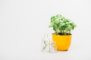 Wall Mural - green plant in flowerpot near herbs in glass bottles on white background, naturopathy concept