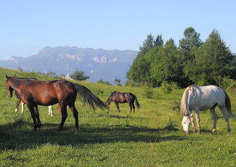 The most delicious herb. Horses in the Alpine meadows. Mountain Gurmai The North Caucasus. July 11, 2020. 