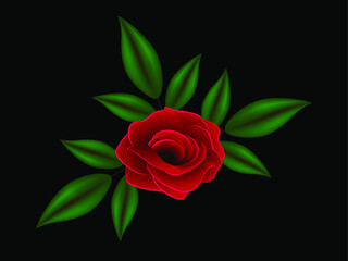 Wall Mural - Red rose with green leaves on a black background.