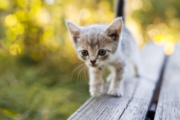 Lovely fluffy cat on natural background. Gray tabby cute kitten with big eyes. Pets, pet care concept. Friend of human.