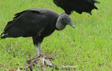 Black Vultures Eating On The Grass