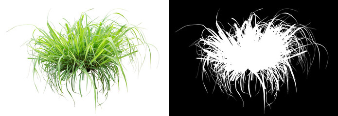 Poster - Grass isolated on white. Clipping mask included.