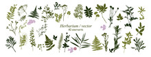 Set Of Silhouettes Of Botanical Elements. Herbarium. Branches With Leaves, Herbs, Wild Plants, Trees. Garden And Forest Collection Of Leaves And Grass. Vector Illustration On White Background