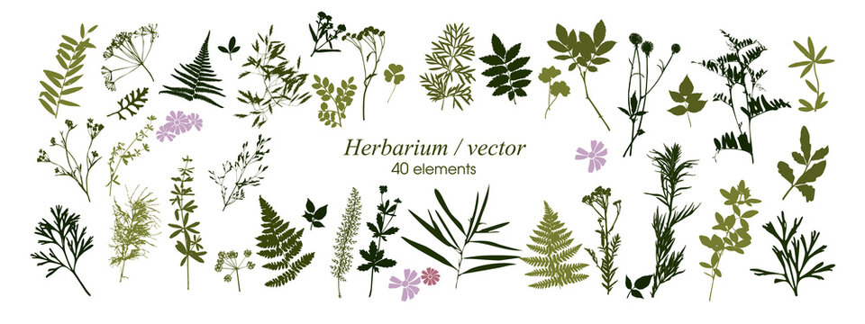 set of silhouettes of botanical elements. herbarium. branches with leaves, herbs, wild plants, trees