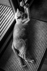 Wall Mural - Black and white photo of a kitten who loves to play with his toys. The cat plays with a toy mouse. The russian blue cat stretched out its paws and bites its prey. The rug in the living room.