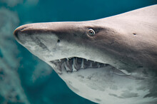 Shark Fish Closeup Taken Through The Glass Of Aquarium