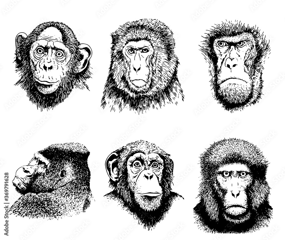 Graphical portaits of monkeys isolated on white background, vector illustration , elements for printing and tattoo - obrazy, fototapety, plakaty 